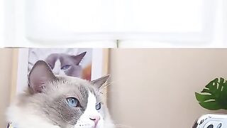 That little Puff jokes collection
