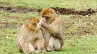 Funny Animals(Short Videos)