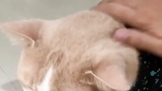 Cute animals make happy part 3
