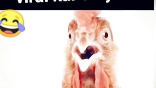 FUNNY political videos #funnyvideos #memes