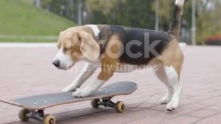 FUNNY DOG FUNNY VIDEO