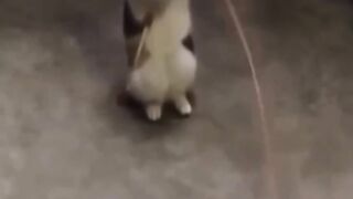 Funny video dog and cat