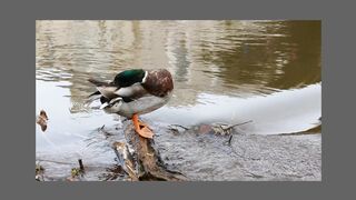 best funny animal video