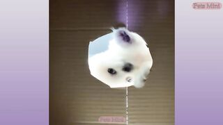 Funny and Cute Dog Pomeranian ????????| Funny Puppy