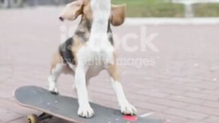 FUNNY DOG ENTERTAINING ONLY FUNNY VELLA