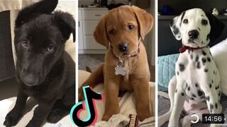 Dogs Doing Funny Things Tik Tok Cutest Puppies TIKTOK COMPILATION FLUPPY