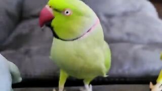 talking parrot