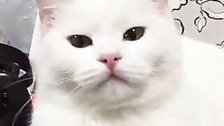 Cat Lilit
