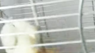 Beautiful Parrot Video