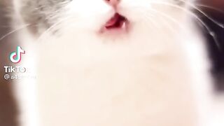 little kittens
