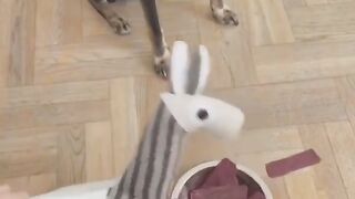 New funny video 2023