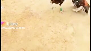 Kumar fight