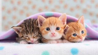 Animals Doing Things ???? Funny Cat and Dog Video Compilation
