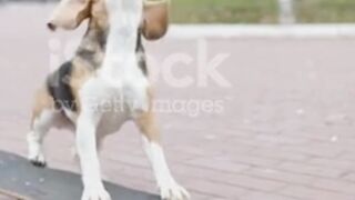 FUNNY DOG ENTERTAINMENT