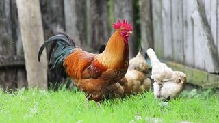 HENS AND GARDEN