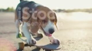 FUNNY DOG ANIMAL ENTERTAINMENT,,