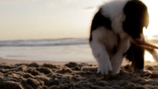 FUNNY DOG ANIMAL ENTERTAINMENT,,