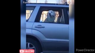 Funny Animals