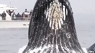 Pinterest nice video