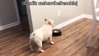 主人想幫貪吃的法國鬥牛犬減重，法鬥嫌食物太少瘋狂哭餓