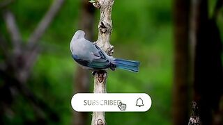 Birds chirping