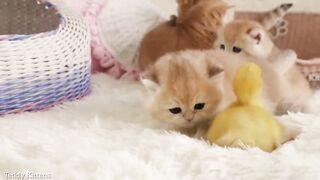 The tiny kittens are friends with the duckling. ???? So cute