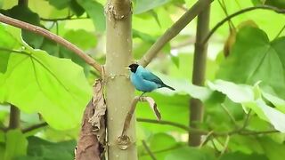 Birds special