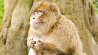 Funny monkey