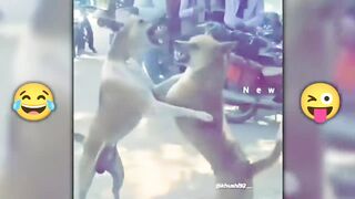 ????दुःख दर्द कष्ट फिर भी ये जानवर मस्त ????...Funny Animals Video 2022(Part-11)
