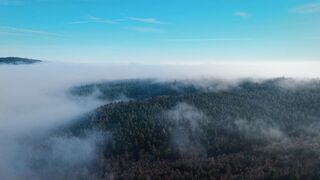 4K resolution - breathtaking aerial view of misty forest | Trending HD Video