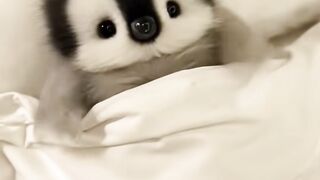 Penguin cute 2