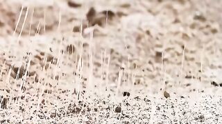 The Viral Movie Clip