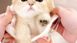 Cat cute 23