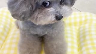 Dog cute 4