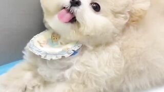 Dog cute 5