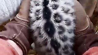 A-Snow-Leopard-Was-Born-in-My-Barn