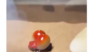 This video features a small and colorful poison dart frog in a glass terrarium