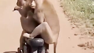 The monkey tumbled down