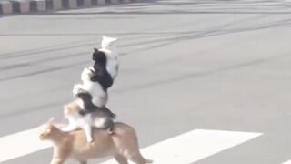 Funny moments of a cat