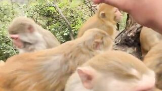 The monkey king’s crown