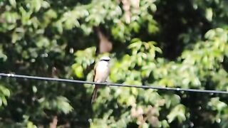 Long-Tailed Shrike Still Thriving in the Wild