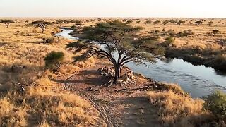 Baby Lion Snatched by a Raging River.mp4.2026