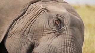 Injured Mother Elephant and Her Calf.mp4.2026