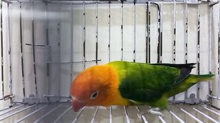 Nice parrot 2