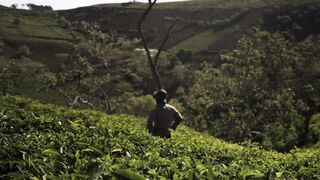 4K Computer Monitor - man looking at his plants | Trending HD Video