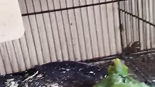 Shah Saud looking for