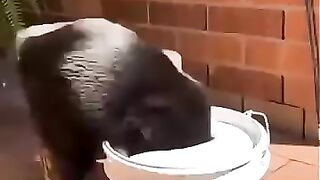 Funny cat moments generate with AI (Part I)