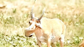 Tragic Extinctions That Shocked Humans #Animals #AnimalFacts #wildlife #dodobird