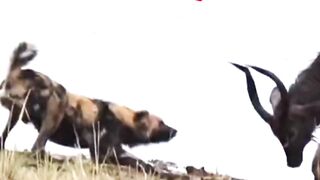 Animal Moments That Escalated Fast #animals #wildlife #antelope #hippo #crocodile #lioncub