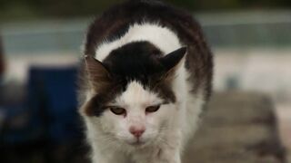 Funnyfuzzy - slow motion cat walk | Trending HD Video